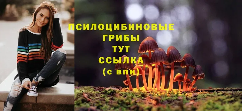 Псилоцибиновые грибы Psilocybine cubensis  Армянск 